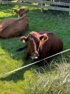 GOLDMARIE - Apartments - 5