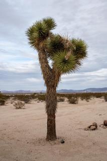 Charming Hoover Hideaway - Studio - A Location - Joshua Tree - 2