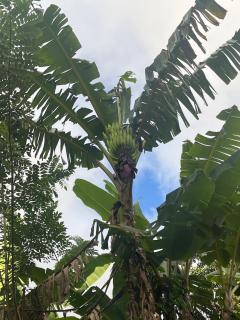 Ti Anglete Villa - Soufriere - 7
