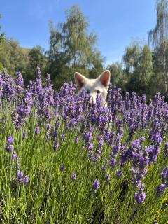 Danseys Pass Lavender Dome Stay - - 3