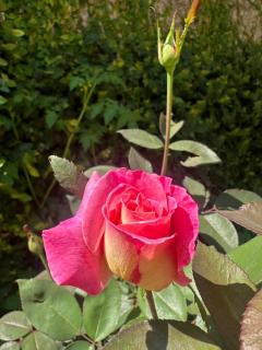 Rublom Resort Mae Taeng - 3