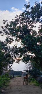 مزرعه ريفيه بالإسماعيلية للتخييم - Ismailia - 1