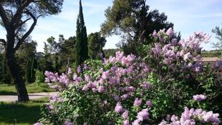 Les Pins Domaine Russol - 8