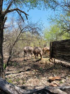 Shiringa kruger lodge - 1