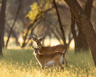 WABI Private Luxury Game Reserve - - 3