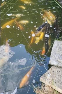 Beautiful Self Contained Cottages in Westbury - 9