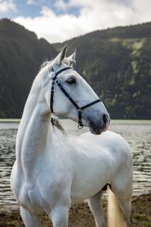 Lusitano Garden Villas - 1