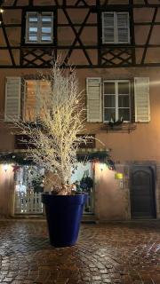 Gite BI UNS chez Silvana - Colmar - 8
