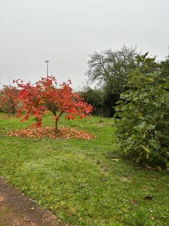 Oasis Forestier en pleine nature - - 7