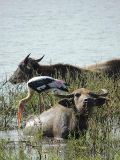 Chill House Udawalawa - 6