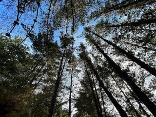 Cabaña los Gansos Playa Bosque Grill Wi-Fi TV - 6