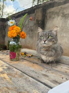 Indovu Wellness Retreat - 6