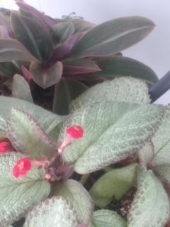 Berakah Apartment - 2