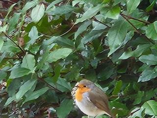 Charmante maison avec jardin au cœur du Parc Naturel Régional de la Brenne, idéale pour télétravail. - FR-1-591-237 - 4