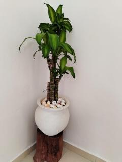 Casa Maguey Valladolid - 4