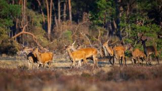 VELUWE HOLIDAY HOMES - With Community Swimming Pool, Bar, Restaurant, Bowling and Supermarket Facilities in the Veluwe National Park - Hoenderloo - 2