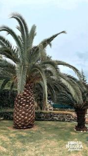 Quinta de São José by PontaNegraAzores - 5