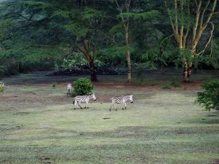 Enkuso Ntelon - Naivasha Malewa Retreat - Naivasha - 8