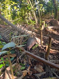 HOUSE Of Rainbow - Tortuguero - 3
