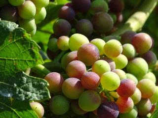 Weingut Michael Grünewald Söhne - Bingen am Rhein - 7