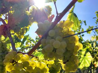 Weingut Michael Grünewald Söhne - Bingen am Rhein - 9