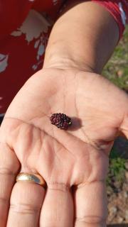 Fazenda Terra Bonita - Serra de São Bento - 8
