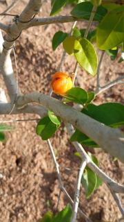 Fazenda Terra Bonita - Serra de São Bento - 9