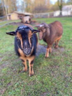 Relaxing Farm Retreat- Fresh Eggs with Every Stay! - Gig Harbor - 8