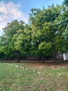 Tabasamu Gardens, Backpackers Paradise - 5