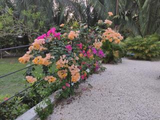 House in the palm forest - Carrillo - 8