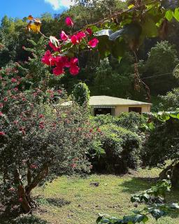 Maison Grand Bois - Le Gosier - 6