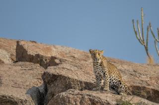 Sterling Ratan Villas Jawai - Sheoganj - 4