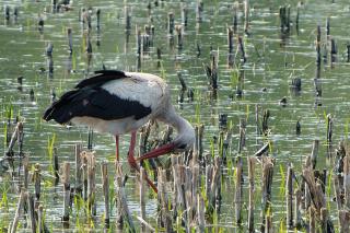 Feriendorf Blauvogel Blauvogel 031 - Hasselfelde - 2