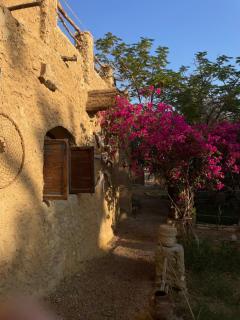 Shamofs art garden - Siwa - 7