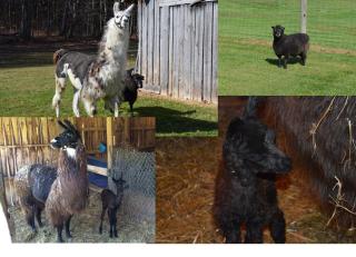 Mohican Farmhouse, Pond, and Animals - - 3