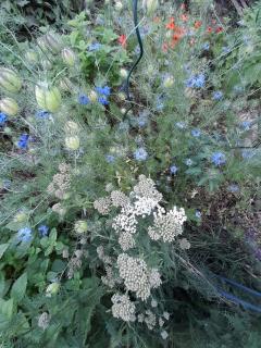 Village house surrounded by greenery - 8