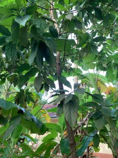 Tranquil Cottage Polhena - Matara - 2
