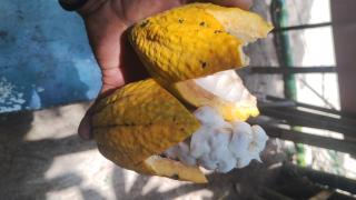 Ubatubambu - Ubatuba - 9