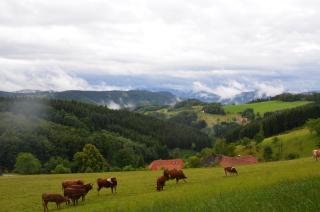 Schornhof - Oberwolfach - 6
