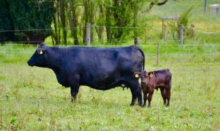 Pension Vogtsmichelhof - Haupthaus - 2