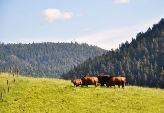 Pension Vogtsmichelhof - Haupthaus - 3