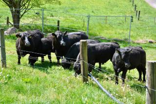 Pension Vogtsmichelhof - Haupthaus - 6