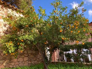 Maison L'Oranger avec piscine - Domaine E Case di Cuttoli - 9