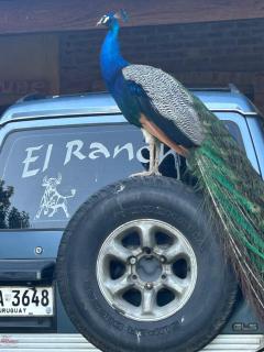 El rancho 1977 - Colonia del Sacramento - 6