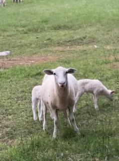 Lakeside Serenity Your Perfect Getaway Gallatin - 8