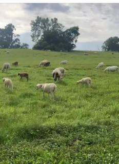 Lakeside Serenity Your Perfect Getaway Gallatin - 9