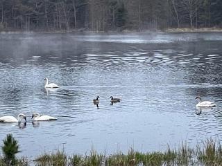 Woodsy and Private- Dream House on a 7 Acre Pond - 7