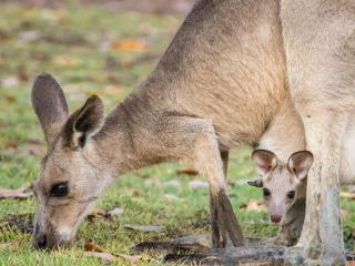 BIG4 Cania Gorge Holiday Park - Cania - 3