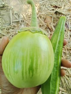 Green Garden Food Forest Buriram - 3