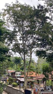 Asaan homestay - 6